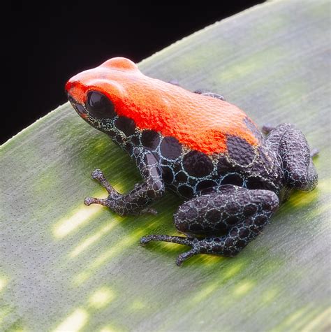 red frog